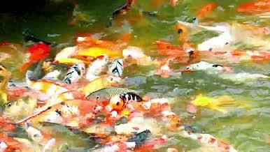 湖中观赏鱼实拍素材视频的预览图